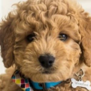 Meet your Posher, Maya